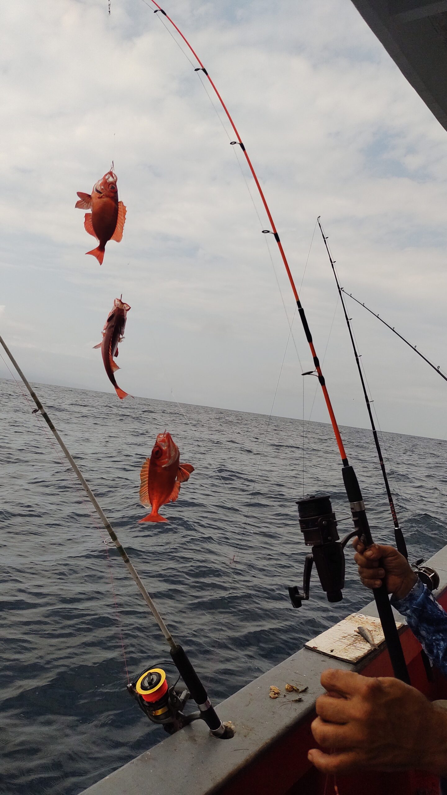 Pescaria Alto Mar – Barco Gláucia Tenório – Ubatuba - Image 15